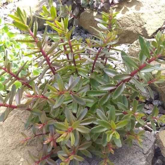 Šilokas 'Jade Tuffet'