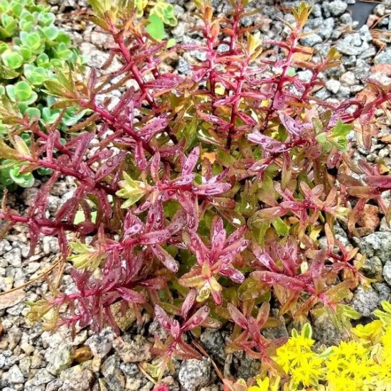 Šilokas 'Jade Tuffet'