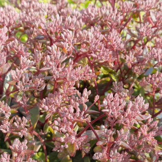 Šilokas 'Jade Tuffet'