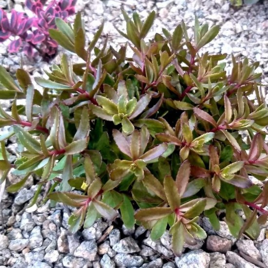 Šilokas 'Jade Tuffet'