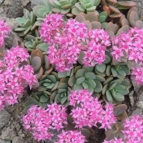 Šilokas (Sedum ewersii)
