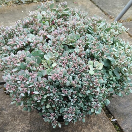 Šilokas (Sedum ewersii)
