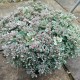 Šilokas (Sedum ewersii)