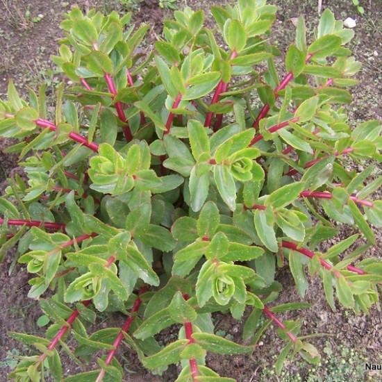 Šilokas ‘Marchant‘s Best Red’