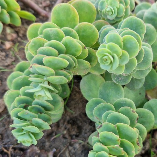 Šilokas (Sedum anacampseros)
