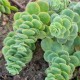 Šilokas (Sedum anacampseros)