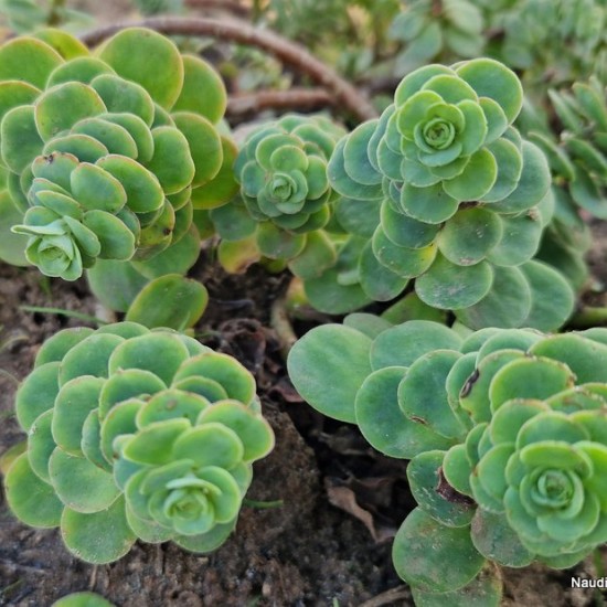 Šilokas (Sedum anacampseros)