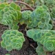 Šilokas (Sedum anacampseros)
