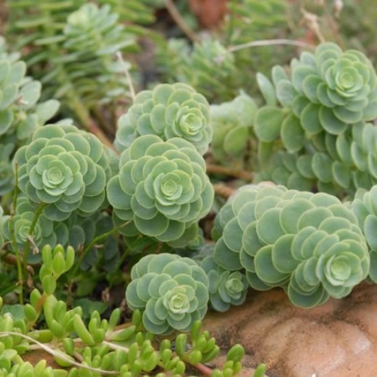 Šilokas (Sedum anacampseros)