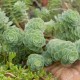 Šilokas (Sedum anacampseros)