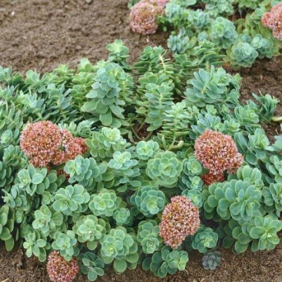 Šilokas (Sedum anacampseros)