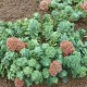 Šilokas (Sedum anacampseros)