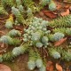 Šilokas (Sedum anacampseros)