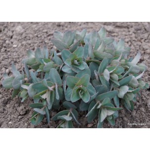Šilokas ‘Hab Gray’