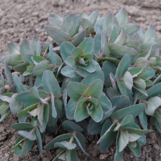 Šilokas ‘Hab Gray’