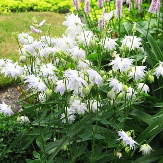 Sinavadas paprastasis 'White Barlow' 