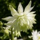 Sinavadas paprastasis 'White Barlow' 