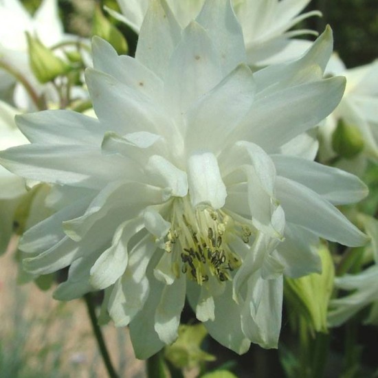 Sinavadas paprastasis 'White Barlow' 