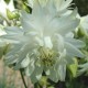 Sinavadas paprastasis 'White Barlow' 