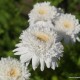 Skaistenis raudonžiedis ‘Mont Blanc’