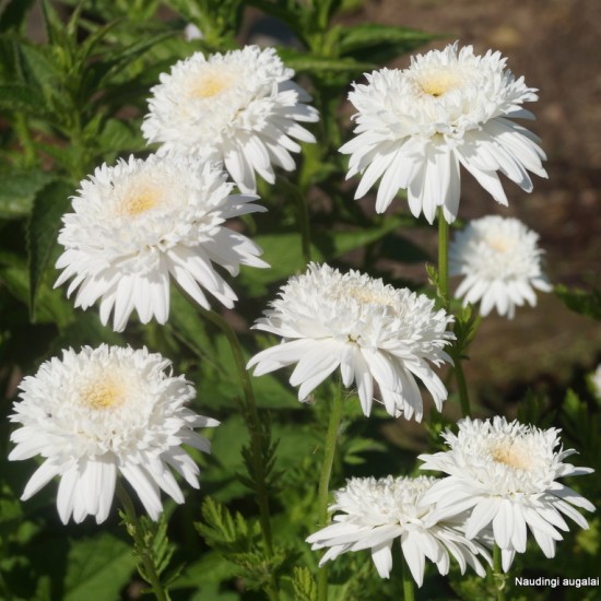 Skaistenis raudonžiedis ‘Mont Blanc’