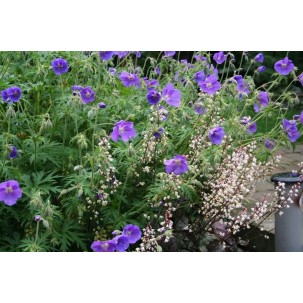 Snaputis ’Kashmir Blue’