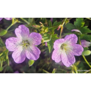 Snaputis (Geranium shikokianum v. quelpaertense)