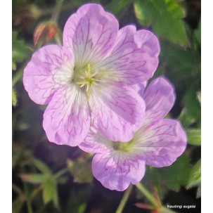 Snaputis (Geranium shikokianum v. quelpaertense)
