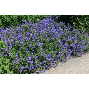 Snaputis ‘Orion’