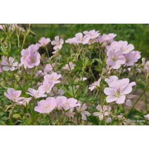 Snaputis miškinis 'Baker’s Pink'