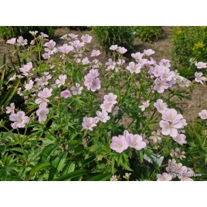Snaputis miškinis 'Baker’s Pink'