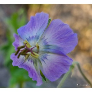 Juodasis snaputis ‘Blue Cloud’
