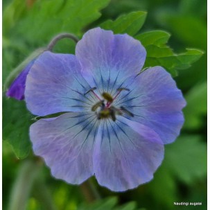 Juodasis snaputis ‘Blue Cloud’