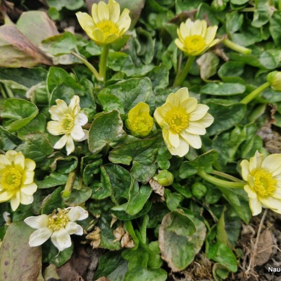 Pavasarinis švitriešis 'Salmon's White'