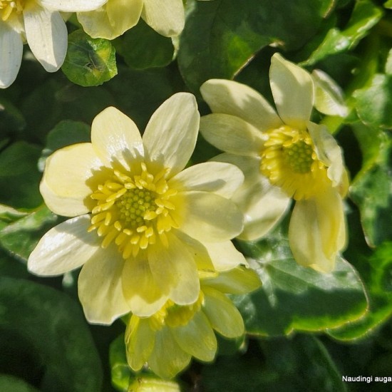 Pavasarinis švitriešis 'Salmon's White'