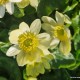 Pavasarinis švitriešis 'Salmon's White'