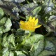 Pavasarinis švitriešis ‘Silver Brambling’