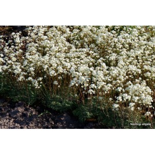 Uolaskėlė ‘Minutifolia’