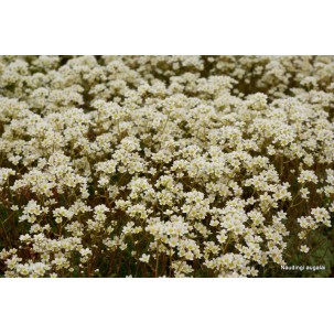 Uolaskėlė ‘Minutifolia’