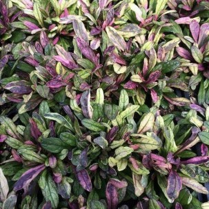 Vaisgina ‘Dixie Chip’