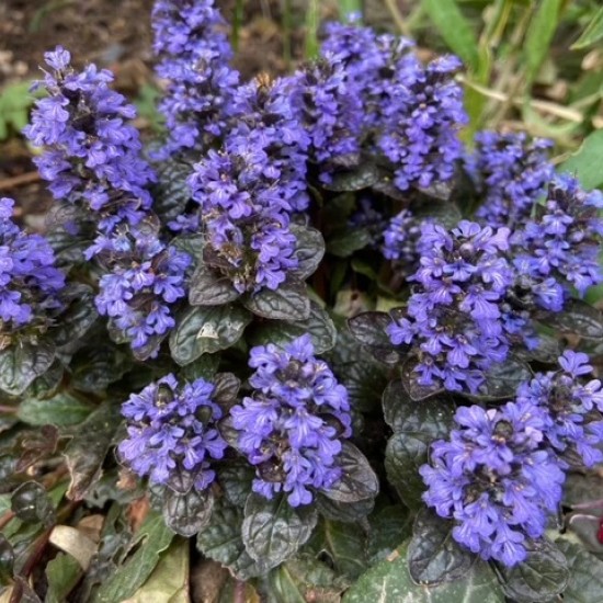 Vaisgina 'Catlins Giant'