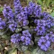 Vaisgina 'Catlins Giant'