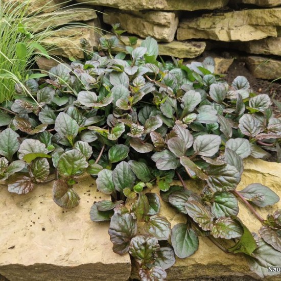 Vaisgina 'Catlins Giant'