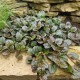 Vaisgina 'Catlins Giant'