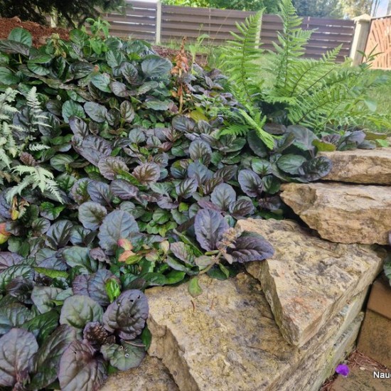 Vaisgina 'Catlins Giant'