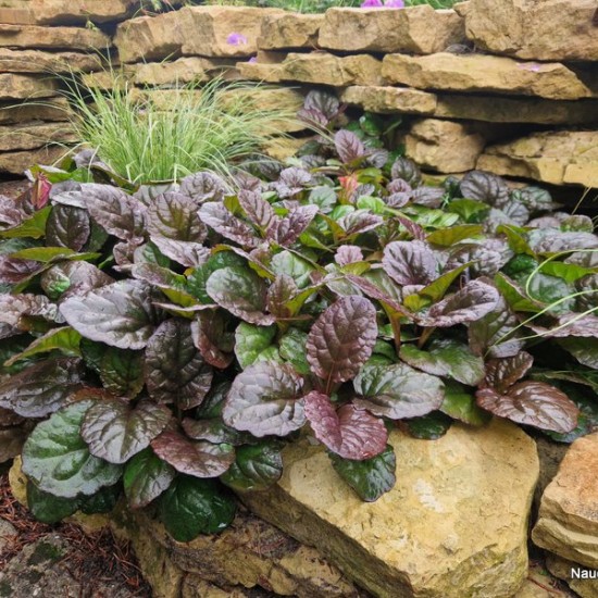 Vaisgina 'Catlins Giant'