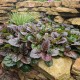 Vaisgina 'Catlins Giant'