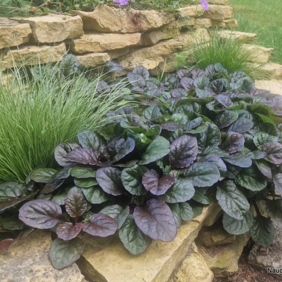 Vaisgina 'Catlins Giant'