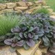Vaisgina 'Catlins Giant'