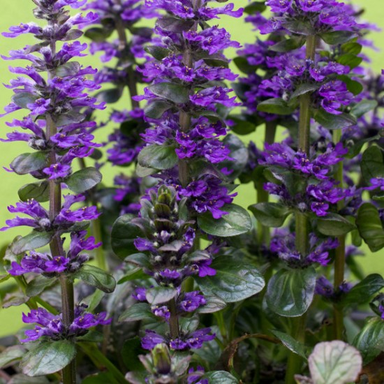Vaisgina 'Catlins Giant'